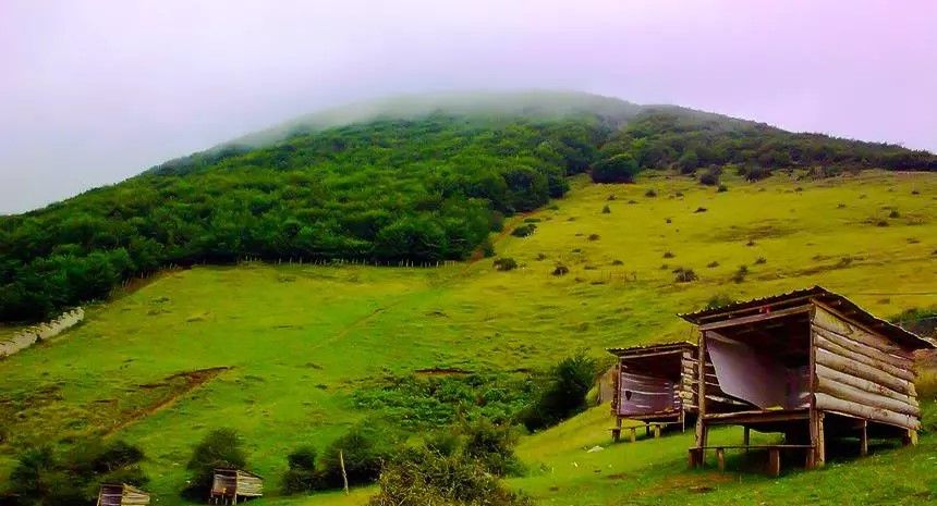تور مازیچال، سافاری جنگل (یک روزه)